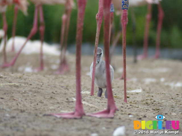 FZ029885 Greater flamingo chick (Phoenicopterus roseus)